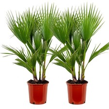 2er set washingtonia robusta - 2er,