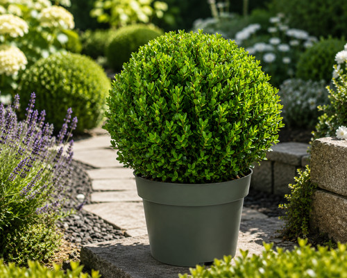 Ilex crenata jenny - jenny, kugel