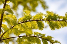 Metasequoia glyptostroboides 'Gold Rush', Urweltmammutbaum, goldgelb, 40–60 cm