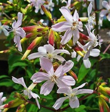 SAMEN SEIFEN-BLUME Garten