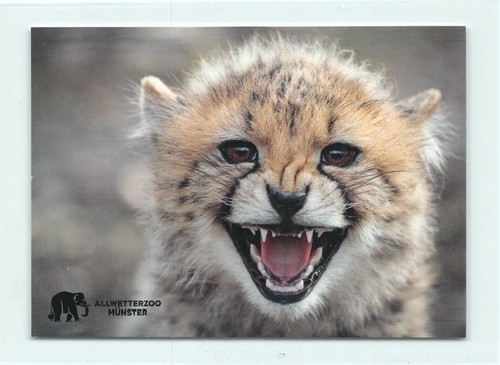 Postkarte gepard cheetah - ak,