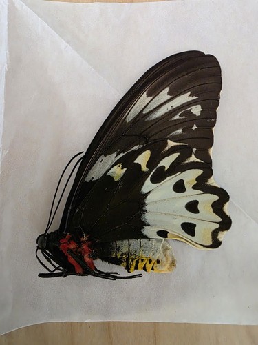 Ornithoptera priamus poseidon