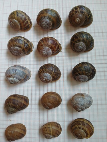Schneckenhäuser helix - schneckenhäuser,,
