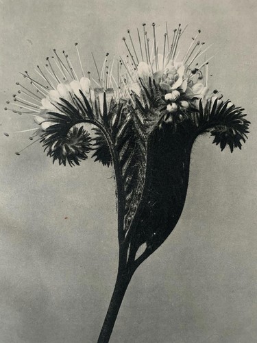 1929 karl blossfeldt druck - druck,