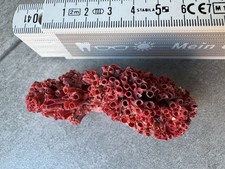 Rote Koralle Tubipora Musica