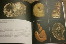 Fachbuch Ammoniten