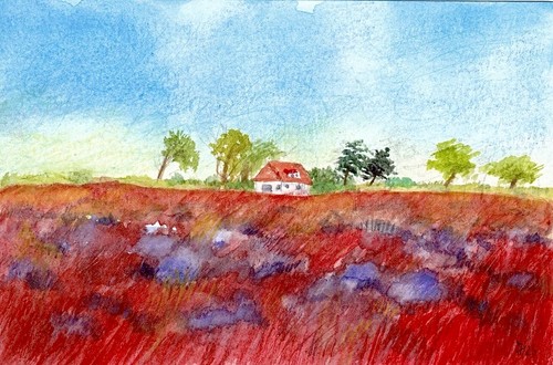 Hiddensee heidelandschaft - hiddensee,