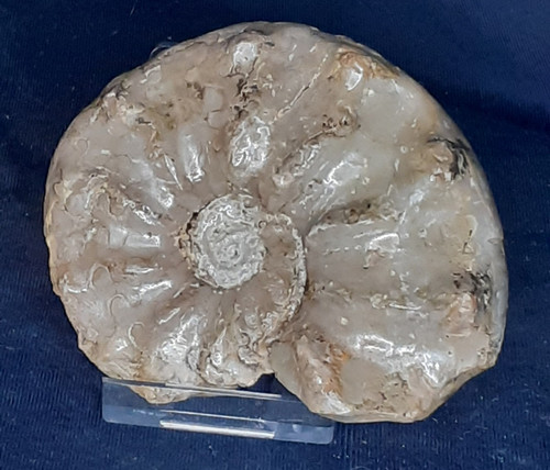 Ammonit ceratites - ammonit,