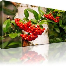 Eberesche Beeren Pflanzen Bild Bilder Leinwand Wandbild Kunstdruck