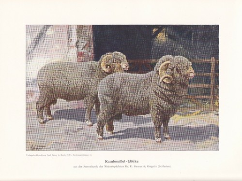 Rambouillet schafe schafzucht - rambouillet,