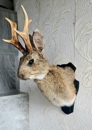 Jackalope rabbit shoulder - jackalope,