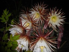 Kaktee Königin der Nacht bewurz Pflanze 1Topf Kaktus Selenicereus grandiflorus 2