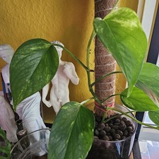 Efeutute Epipremnum Ableger Pflanze Groß mit Wurzel