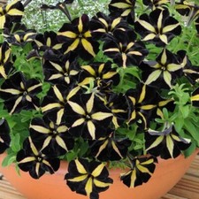 PS 1506ZV Petunie Petunia Prio