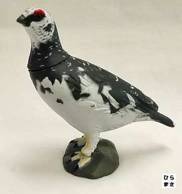 Rock ptarmigan male choco egg - rock,