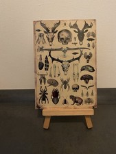 Postkarte Motivkarte, biologische und anatomische Tafel, Schädel, Tiere, Kunst
