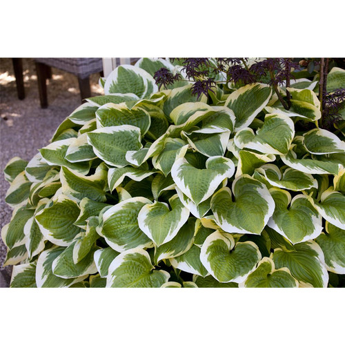 Hosta cult wide - cult.'wide,