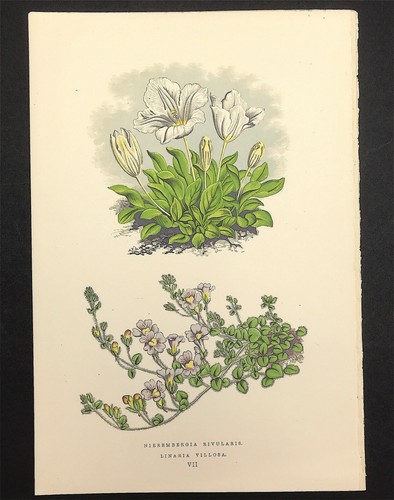 Botanisches wasser - botanisches,