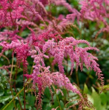 Prachtspiere Straußenfeder - Astilbe simplicifolia