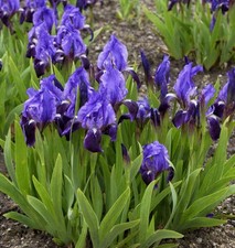 Zwergschwertlilie cyanea - zwergschwertlilie,