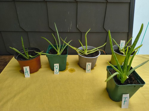 Aloe vera pflanze zum selbst - aloe,
