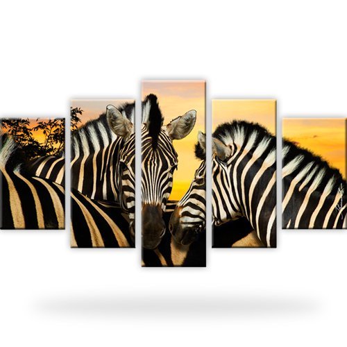 Zebra tiere afrika dünen - tiere,