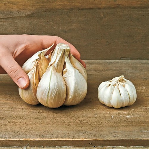 Elefantenknoblauch seltene - elefantenknoblauch,