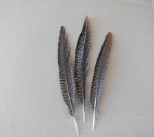 3  gestreifte Fasanen-Federn, Goldfasan  22 cm, Hutfedern