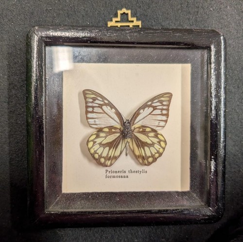 Tagfalter schmetterling - tagfalter,