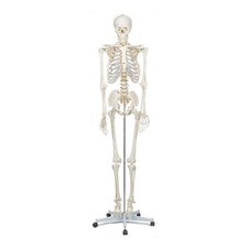 GRTLPOK Anatomie Skelettmodell