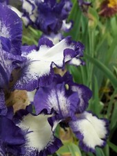 2 Triebe BartIris Schwertlilie Blume Ableger Barbata Ableger Staude TOP