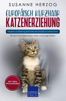 Europäisch kurzhaar - europäisch,