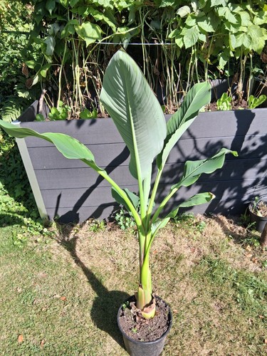 Golden lotus banane musella - banane, (musella