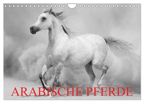 Arabische pferde wandkalender - arabische,