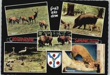 51469425 - 3257 Springe Rotwild Schwarzwild Kraniche Enten Baummarder