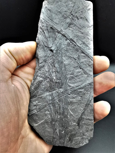 Asterophyllites longifolius - ,