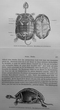 Skelett Anatomie Griechische Schildkröte Testudo hermanni  Holzstich 1912  