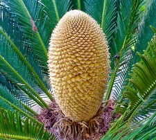 Cycas revoluta MALE 20-25cm