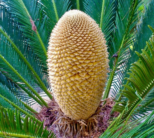 Cycas revoluta male 25cm - male, 20-25cm