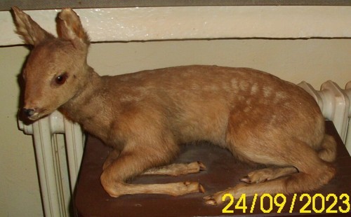 Tiere ausgestopft - tiere,