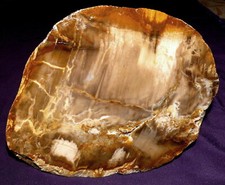 Versteinertes Holz Myrte