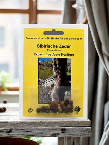 Sibirische zeder samen pinus - zeder,