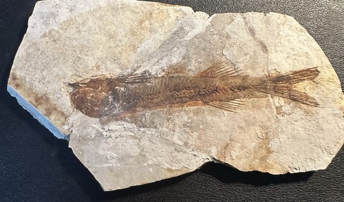 Fossile fisch - fisch,