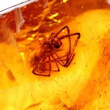 Baltischer Bernstein Spinne