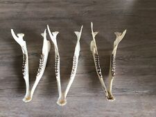 Unterkiefer Reh in grossen