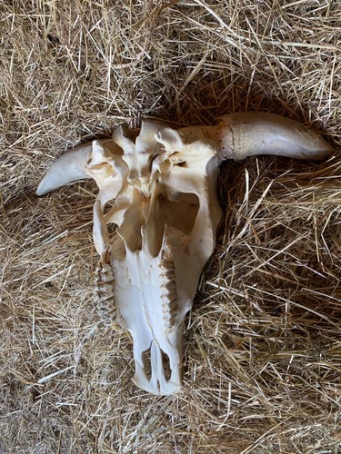 Büffelkopf tierschädel - büffelkopf,