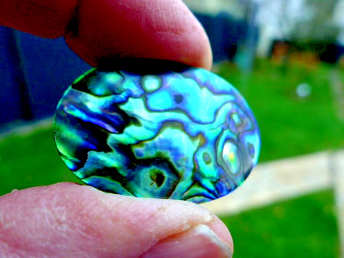 Abalone paua muschel - abalone,