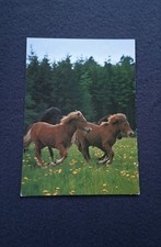 AK Pferdepostkarte, Islandpony, Horse