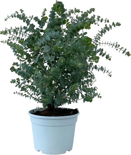 Eukalyptus gunnii - gunnii,
