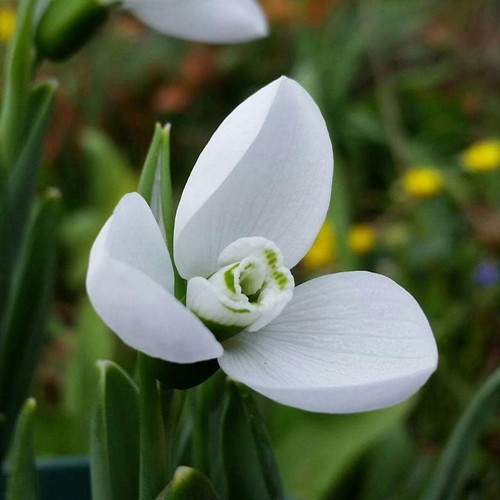 Schneeglöckchen galanthus - schneeglöckchen,